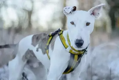 Nine Underdog Dogs Await Forever Homes in West Midlands This Bank Holiday