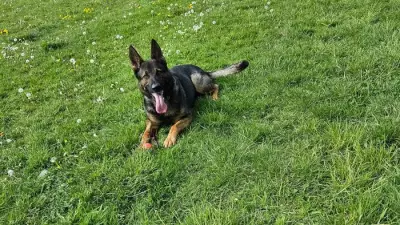 Nottingham Woman Faces Fear of Flying with Skydive for Police Dogs Charity