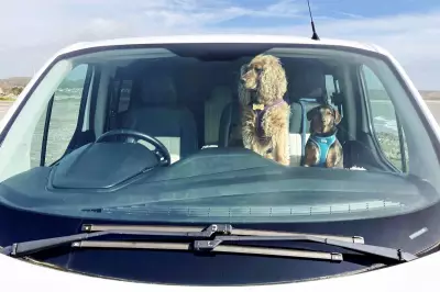 One in Six Dog Owners Risk Pet's Life by Leaving Them in Warm Car