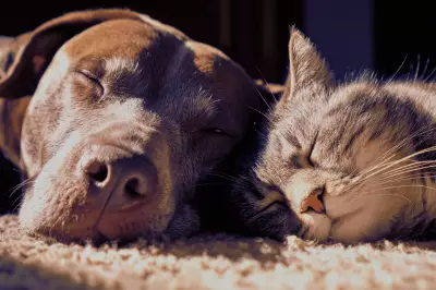 Pet Owners Face Subscription Creep as Repeat Pet Costs Keep Rising
