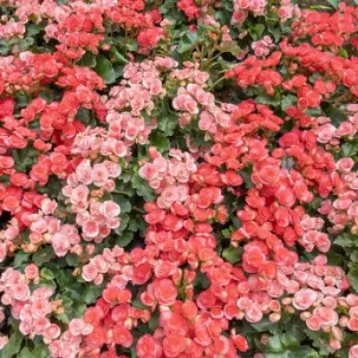 RHS Gold Winner Reveals Simple Begonia Care for Summer Blooms