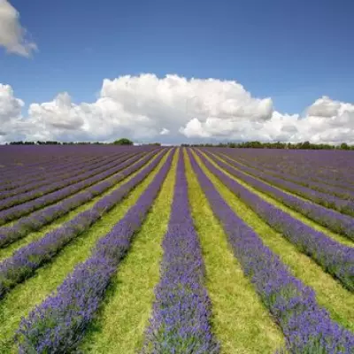 Stunning Photos of Cotswold Lavender Fields Near Birmingham