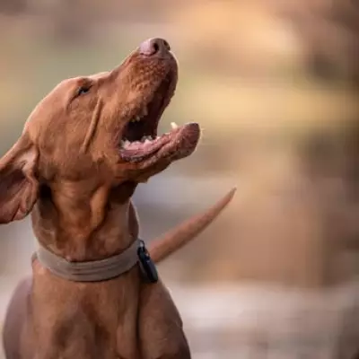 Urgent Warning to Dog Owners Over West Midlands Theft Stats