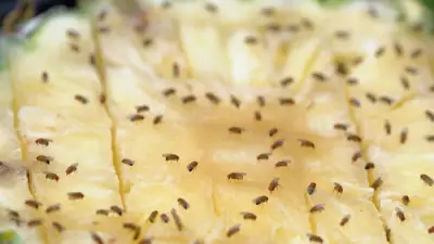 Viral Fruit Fly Trap Uses Common Kitchen Items for Cheap Solution