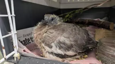 Wildlife Rescue Seeks Volunteers in West Yorkshire Partnership