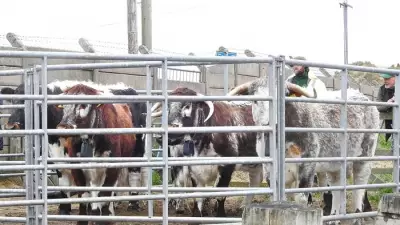 Wintering Longhorn Cattle Depart, Leaving Thriving Dunes