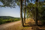 10 Peaceful Woodland Walks with Cafes in West Midlands for Bank Holiday