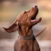 291 Dog Thefts in West Midlands, Only 4 Prosecutions in 4 Years