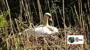 A Dog's Clever Canal Walk Outshines His Distracted Owner