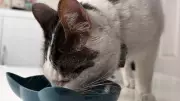 Cat Survives 15-Mile Car Ride Under Vehicle, Reunited with Family