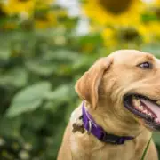 Doberman Named UK's Most Expensive Dog Breed at £23,000 Lifetime Cost