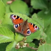Gloucestershire Wildlife Trust Criticised Over Unpaid Conservation Trainee Role