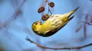 Improve Your Bird Song ID with Merlin App and Spot Siskins