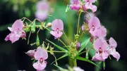 Invasive Himalayan Balsam Threatens UK Wildlife: How to Help