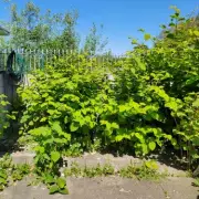 Japanese Knotweed Could Cost UK Homeowners £12,000 in Damages