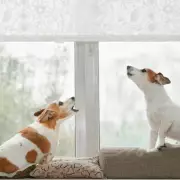Lawyer explains legal action for neighbour's persistent barking dogs