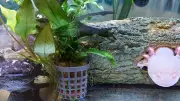 Mayflower High School Students Care for Unique Axolotl Pets