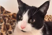 Nine Sweet Cats Seek Loving Homes in Black Country Shelters
