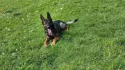 Nottingham Woman Faces Fear of Flying with Skydive for Police Dogs Charity