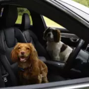 One in six dog owners risk pets' lives leaving them in hot cars