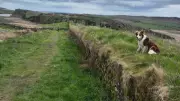 Paul and Moss: 1200-Mile Walk for Animal Rescue Reaches Halfway
