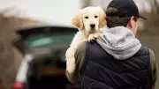 Pet Thefts Down 11% But 4 Dogs Stolen Daily: New Report Reveals