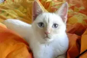 Petition to Make Reporting Cat Hit-and-Runs Compulsory Gains 52,000 Signatures