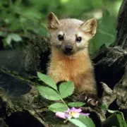 Rare Pine Marten Kit Rescued from Rubbish Bin in Wales