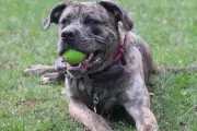 Rescued Dog Chopper Seeks Loving Home After Lift Attack in Birmingham