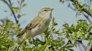 Sefton Coast: Discover the Summer Warblers of the Dunes