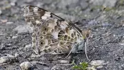 Sefton Coast in May: Painted Lady Butterflies and Spring Wildlife Surge
