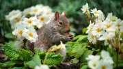 Spring Garden Squirrel Deterrents: Best Plants to Keep Them Away