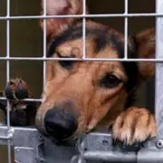 Stray Dog Numbers Soar in Solihull, Costing Taxpayers Thousands