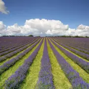 Stunning Photos of Cotswold Lavender Fields Near Birmingham