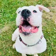 Sweet-natured dog Ayla seeks forever home after two years in kennels