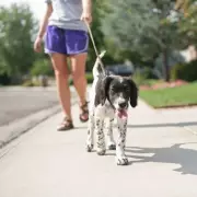 UK Dog Owners Warned: Avoid Walking Pets in Sunday Heatwave