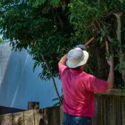 UK Tree Law: What to Do When Neighbour's Branches Overhang Your Garden