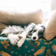 UK's 10 Most Stolen Dog Breeds: Four Dogs Stolen Daily