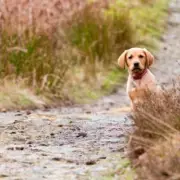 UK's Fastest Declining Dog Breeds: Labrador Retriever in Second Place
