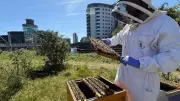 Urban Beekeeping Thrives in Leeds with 40,000 Bees on Fearns Island