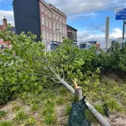 Vandals Saw Down Trees in Digbeth Amid Sycamore Gap Outcry