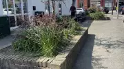 Welshpool Town Council Seeks Volunteers for Town Centre Floral Displays