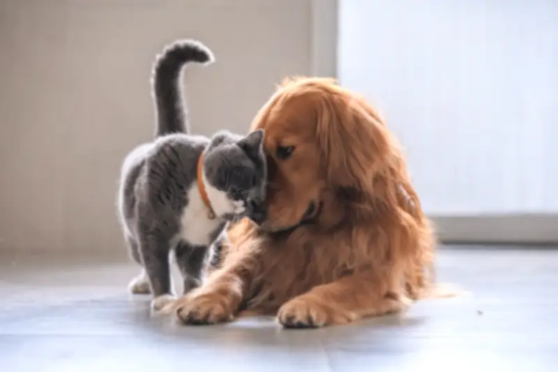 12 Cat Breeds That Get Along Well With Dogs in 2026