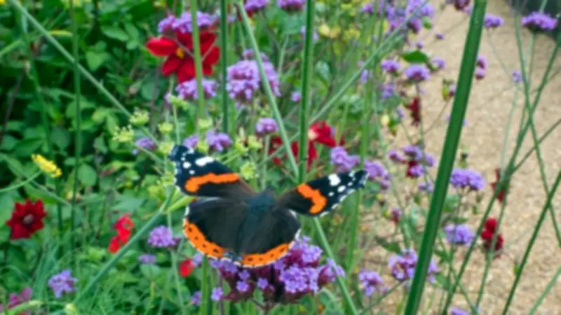 9 Summer Plants to Attract Pollinators and Boost Garden Biodiversity