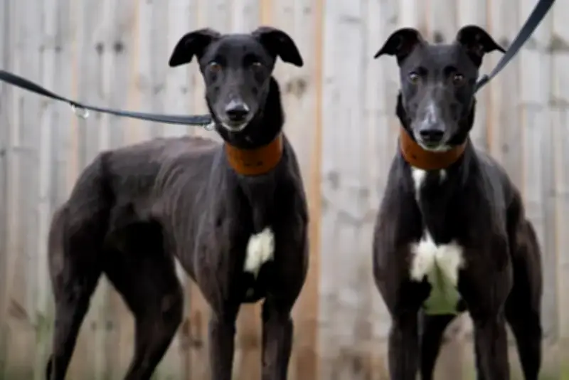 Adorable Dogs at Dogs Trust Kenilworth Looking for Loving Homes