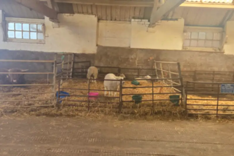 Adorable West Midlands Farm Welcomes Families for Fun Days Out