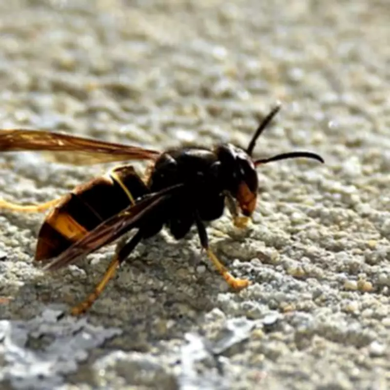 Asian Hornet Population 'Explodes' as UK Households Told to Shut Windows