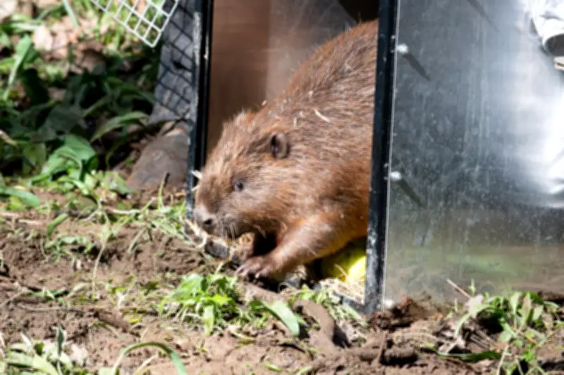 Baby Beaver Boom in West Midlands Forest as New Kits Arrive