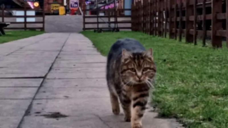 Beloved Station Cat Onslaught Passes Away at Great Central Railway