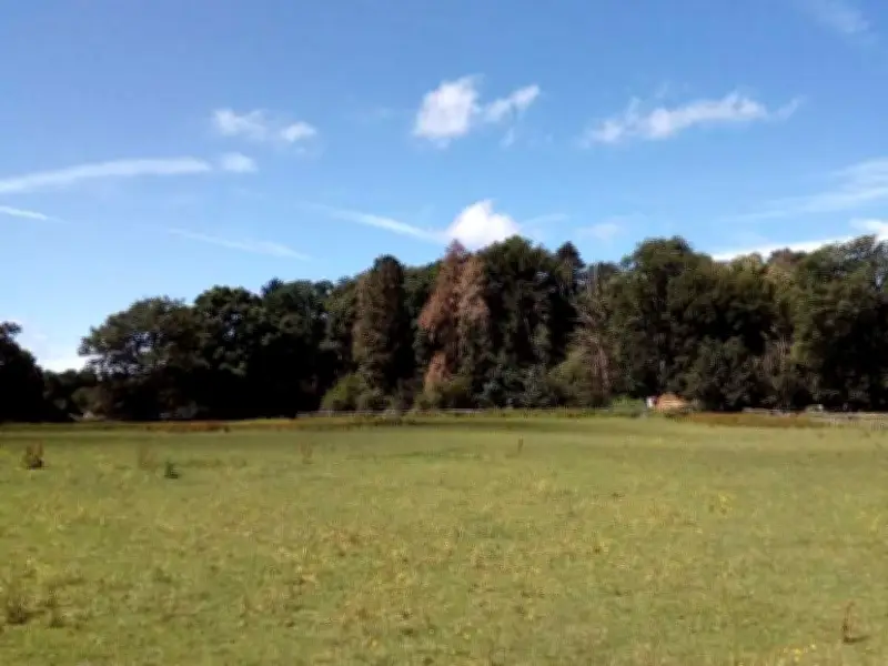 Big Cat Fears After Deer Carcass Found Near Solihull Town Centre